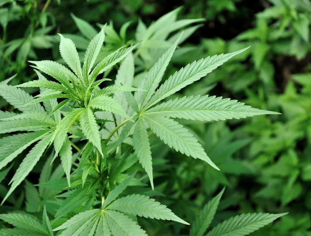 22 år gammel Enterprise-mann arrestert med kilo marihuana - Medical Marijuana Program Connection
