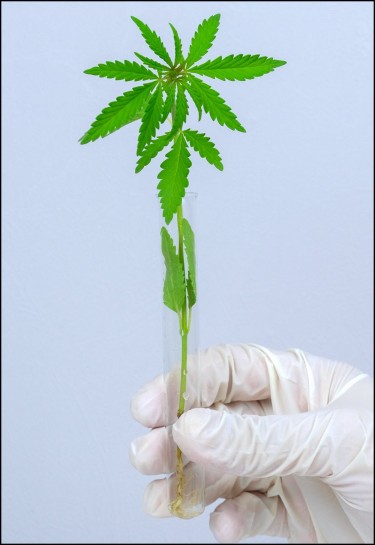 medical research on cannabis