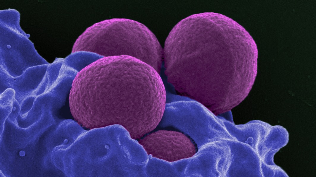 ИИ открывает новый класс антибиотиков после исследования 12 миллионов соединений