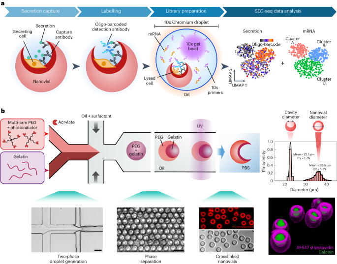 SEC-seq を使用したナノバイアル内の成長因子分泌と単一細胞のトランスクリプトームの関連 - Nature Nanotechnology