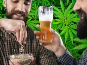 Met cannabis geïnfuseerd microbrouwbier? - Hoe je met wiet verrijkt bier maakt (stap-voor-stap handleiding)
