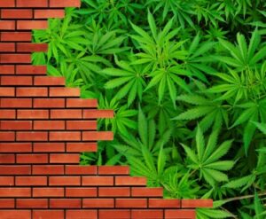 Cannabis - Den første mursteinen i veggen?