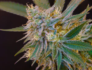 Instituto Colorado de Pesquisa sobre Cannabis embarcará em seis novos estudos