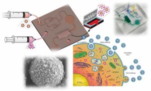 Påvisning af exosomer, fremtidens universelle sygdomssensorer i nanostørrelse – Physics World