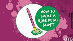 Descubra el arte de fumar un porro de pétalos de rosa | El blog de la rosa humeante