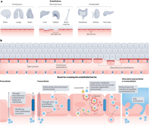 Вход и выход внеклеточных везикул в кровообращение и из него - Природные нанотехнологии