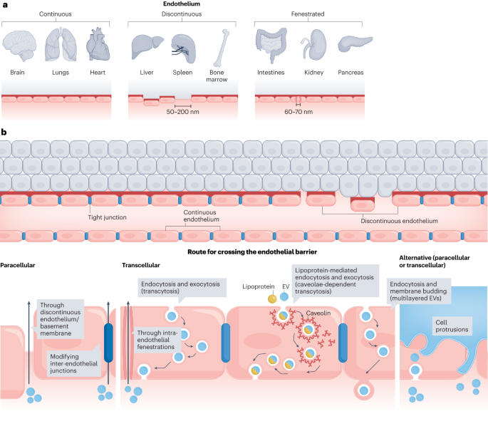 Entry and exit of extracellular vesicles to and from the blood circulation - Nature Nanotechnology