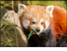 Firefox 28 biedt essentiële beveiligingspatches