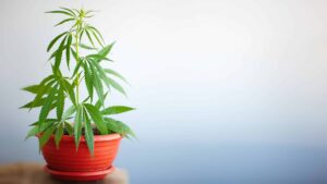 Ativistas da Flórida retiram iniciativa de cultivo caseiro de cannabis medicinal