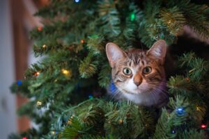 Hacks To Keep Your Christmas Tree Fresh