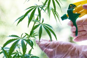 大麻素可能成为新农药的来源高时