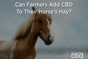 Du chanvre pour les chevaux ? — Les agriculteurs peuvent-ils ajouter du CBD au foin de leur cheval ? - Connexion au programme de marijuana médicale