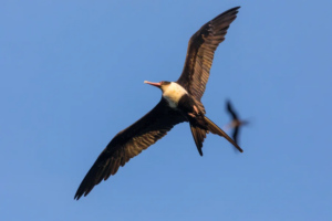 Högtflygande fregattfåglar samlar in data från himlens topp