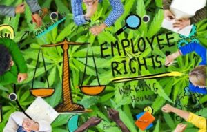 Как новое трудовое законодательство, вступающее в силу в 2024 году, поможет защитить работников, занимающихся каннабисом?