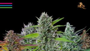 How to get the most out of these five unique strains by Royal Queen Seeds