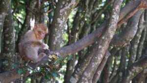 Bagaimana Pohon Menguntungkan Hewan & Mempromosikan Keanekaragaman Hayati