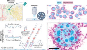 Obrazowanie origami DNA metodą fluorescencyjnej hybrydyzacji in situ - Nanotechnologia Natury