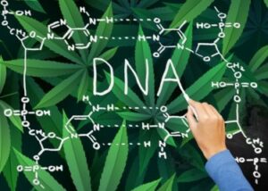 It's Your Genetics, Not the Weed - Cannabis Use Disorder May Be More About Your DNA Than Too Much Marijuana Says Yale Study