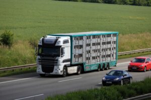 Transporte de animales vivos: la UE presenta mejores condiciones - Logística B