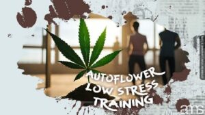 Low-stress training your auto-flower cannabis plants