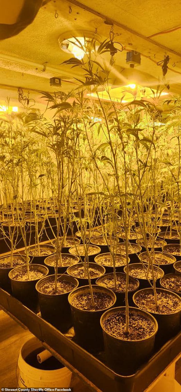 Authorities described the plants as being cultivated in a 'very sophisticated growing environment, including elaborate growing and watering systems, all on timers'