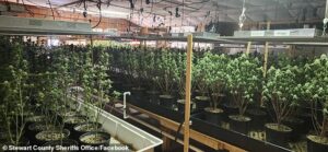 Масштабна операція з марихуани виявлена ​​всередині замінованої ЦЕРКВИ, що стало найбільшим крахом в історії округу Теннессі - Зв'язок з медичною програмою марихуани