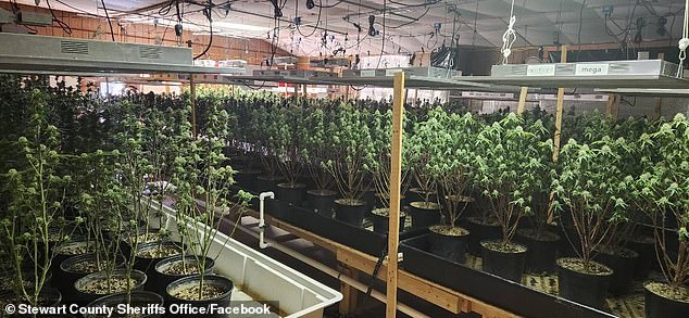 A massive marijuana grow operation was uncovered inside a 'booby-trapped' church in Tennessee after weeks of investigation