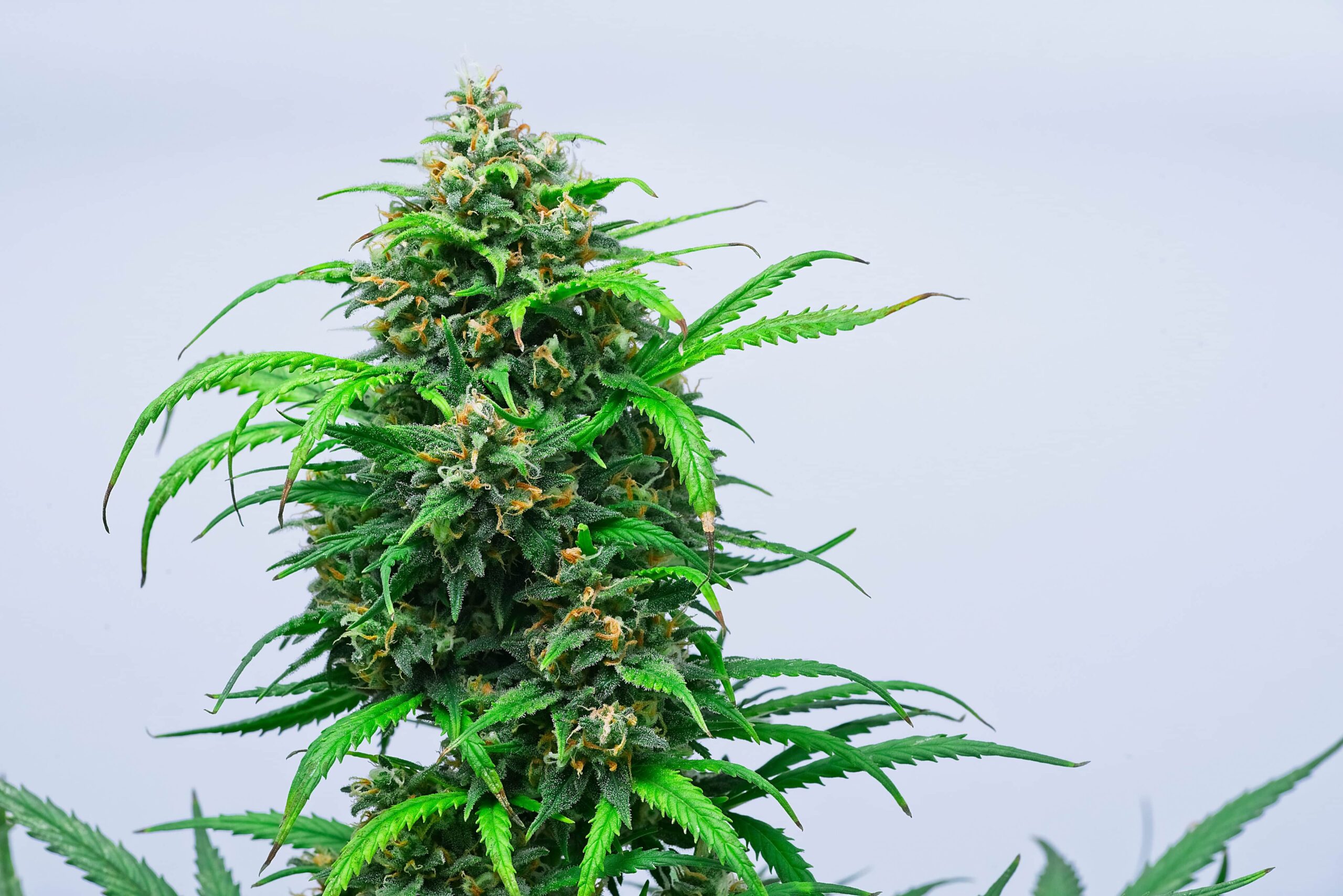 Un essai clinique sur le cannabis médical est en cours au Royaume-Uni