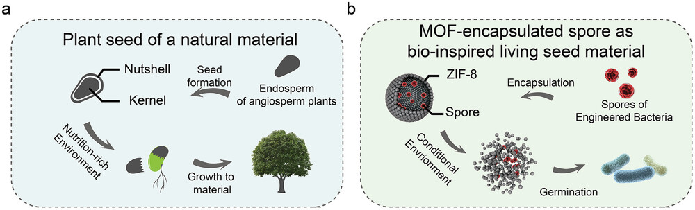 MOF-inkapslade "levande frön" kan möjliggöra konstruerade mikrober för tillverkning, medicin och mer