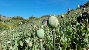 Myanmar depășește Afganistanul ca cel mai mare producător de opiu din lume