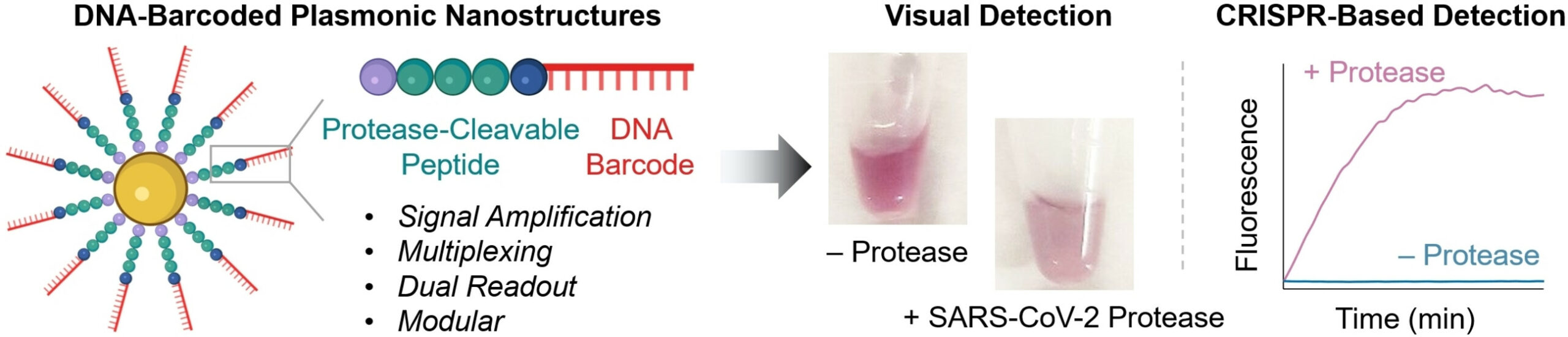 Nanoprobes with barcodes can sense multiple active proteases in parallel