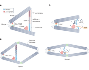 At drive en DNA origami nanomotor med kemisk brændstof - Nature Nanotechnology