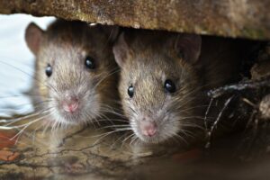 Крысы более человечны, чем вы думаете – и им определенно нравится находиться рядом с нами | Энвиротек