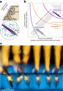 Bløde neurale prober med høj tæthed muliggør stabile enkelt-neuronoptagelser - Nature Nanotechnology