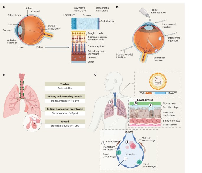 Estratégias para vetores não virais visando órgãos além do fígado - Nature Nanotechnology