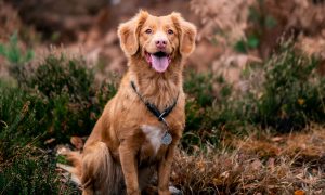 Undersøgelse viser, at ældre hunde drager fordel af hampolie