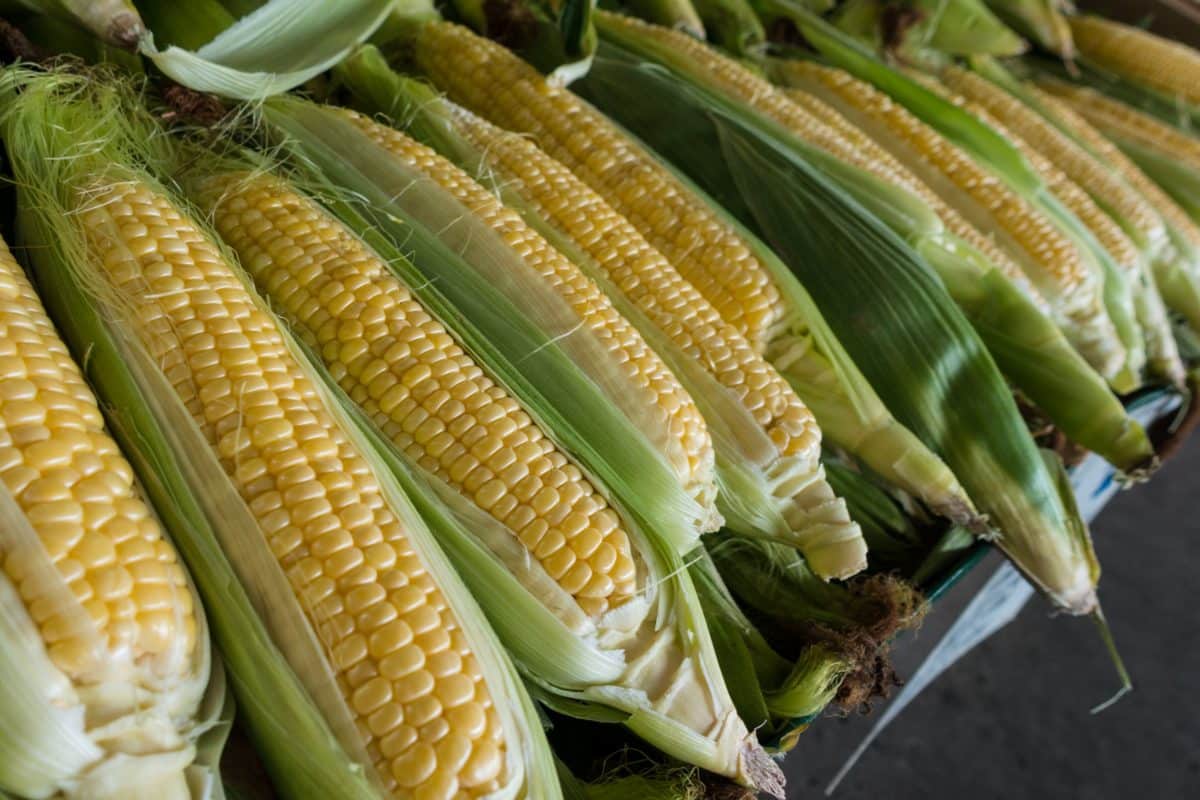 Maissinvaihto ja Ukrainan sietokyky