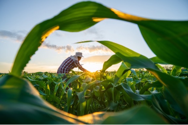 фермер смотрит на свою кукурузу