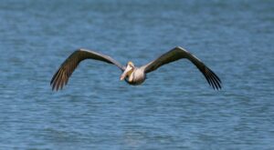 乱流の空を通して: 流体力学の専門家が鳥の飛行の秘密をどのように解明しているか – Physics World