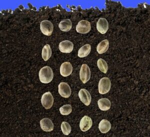 Какие семена конопли легче всего выращивать начинающим?