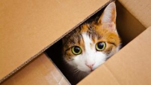 מדוע אליס ובוב מייצרים קיוביטים לחתולים, IOP קורא לפעולה על יעד אפס נטו - עולם הפיזיקה