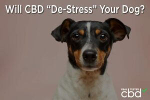 CBD-ul îți va „de-stresa” câinele? - Conexiune la programul de marijuana medicală