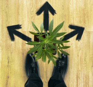 Sólo puedes cultivar uno, ¿deberías cultivar cáñamo o marihuana? - ¡Los federales les dicen a los agricultores que elijan una planta, pero no ambas!