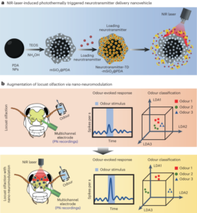 Augmenting insect olfaction performance through nano-neuromodulation - Nature Nanotechnology