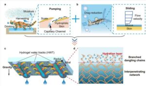 Bioinspired hydrogel patterning offers more effective ways to harvest water | Envirotec