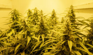 Agência da Califórnia anuncia dados de apreensão ilegal de cannabis de 2023 | Tempos altos