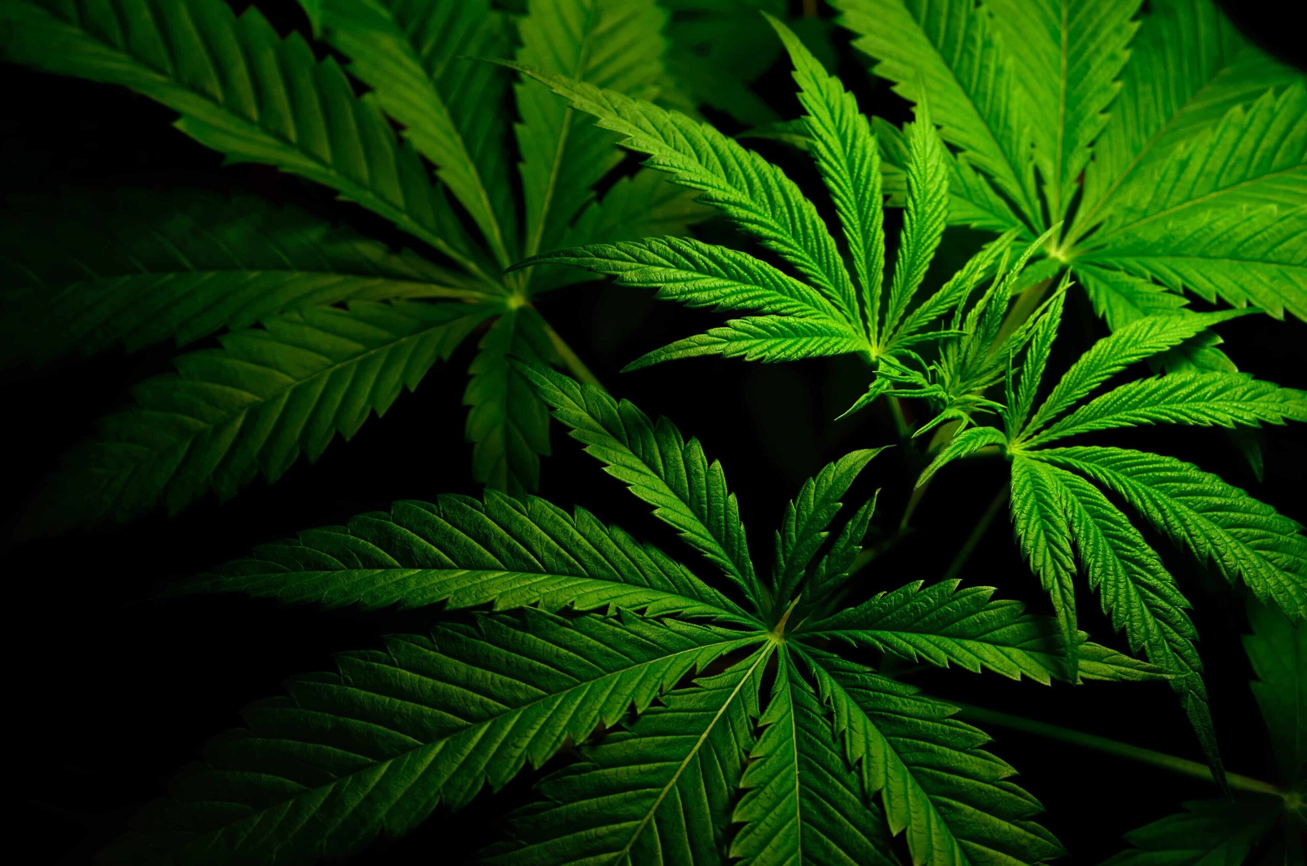 Titel van het Cannabis Ballot Initiative afgewezen door de procureur-generaal van Arkansas