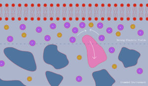 细胞电场阻止纳米粒子