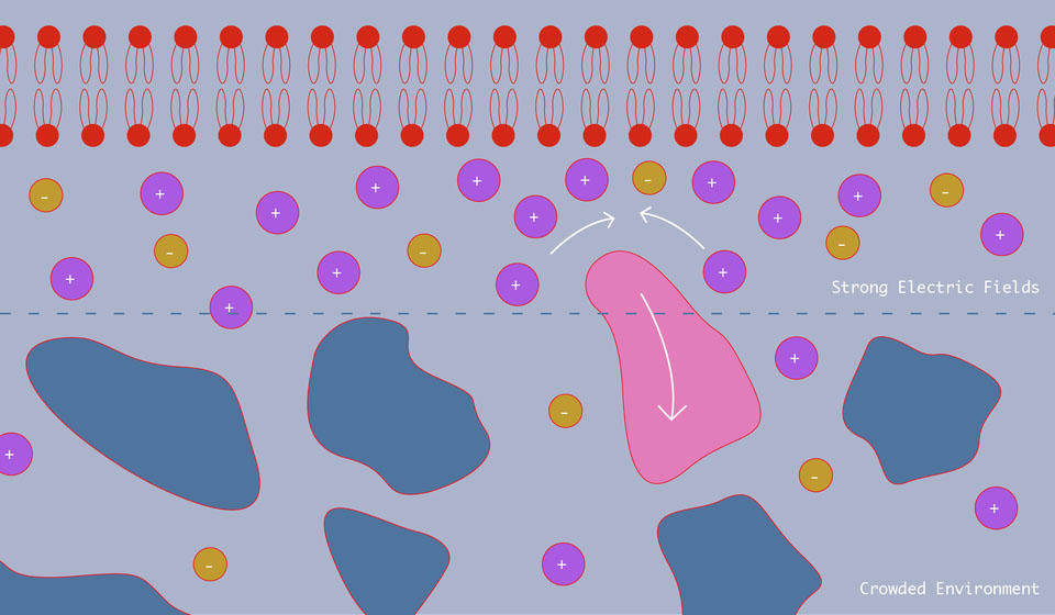 Cell membranes generate powerful electric field gradients that are largely responsible for repelling nano-sized particles like proteins from the surface of the cell