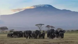 Bestigning af Kilimanjaro-bjerget! Lektioner for livet og erhvervslivet! - Supply Chain Game Changer™